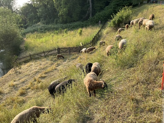 A flock of sheep grazing on a steep hillside overlooking a small river (the Chamberonne).