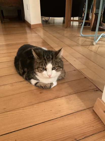 Maddox, a cat, sitting in the “loaf” position on a hardwood floor.