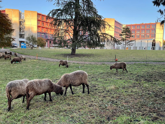 View of the Anthropole building of the University of Lausanne, with sheep grazing in the foreground.