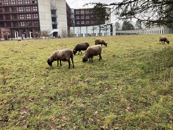 Moutons devant le bâtiment Anthropole sur le campus de l’Université de Lausanne.